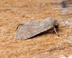 Attēlu rezultāti vaicājumam “Orthosia cruda”