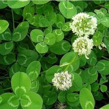 Attēlu rezultāti vaicājumam “Trifolium hybridum”