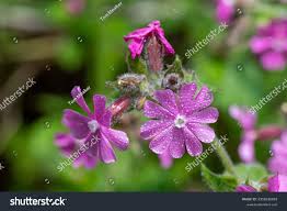 Attēlu rezultāti vaicājumam “Silene dioica flower”