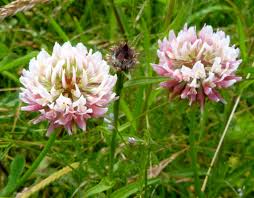 Attēlu rezultāti vaicājumam “Trifolium hybridum flower”