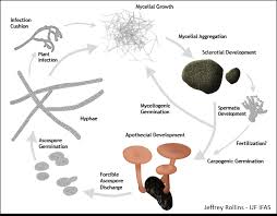 Attēlu rezultāti vaicājumam “Saelania glaucescens sporophyte”