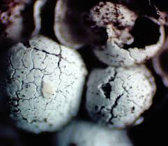 Attēlu rezultāti vaicājumam “Badhamiopsis macrospora sessile”