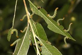 Attēlu rezultāti vaicājumam “Nematus salicis”