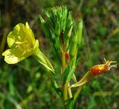 Attēlu rezultāti vaicājumam “Oenothera biennis bud”
