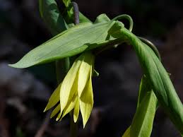 Attēlu rezultāti vaicājumam “Uvularia grandiflora flower”