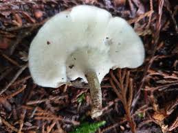 Attēlu rezultāti vaicājumam “Polyporus ciliatus”