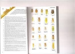 Attēlu rezultāti vaicājumam “Edwardsiana geometrica”