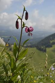 Attēlu rezultāti vaicājumam “Lilium martagon”