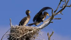 Attēlu rezultāti vaicājumam “Phalacrocorax carbo nest”
