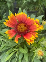 Image result for Gaillardia