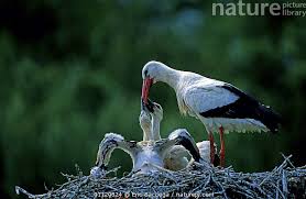 Attēlu rezultāti vaicājumam “Ciconia ciconia nest”