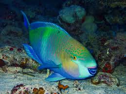 Image result for Scarus ferrugineus