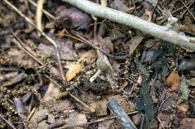 Attēlu rezultāti vaicājumam “Helvella macropus”