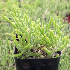 Attēlu rezultāti vaicājumam “Diderma globosum”