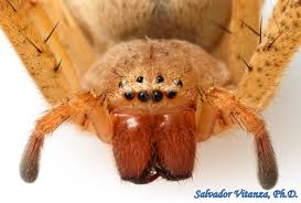 Attēlu rezultāti vaicājumam “Sparassidae”