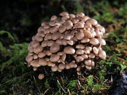 Attēlu rezultāti vaicājumam “Collybia acervata”