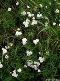Attēlu rezultāti vaicājumam “Achillea ptarmica leaf”