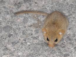 Attēlu rezultāti vaicājumam “Muscardinus avellanarius”