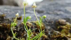 Attēlu rezultāti vaicājumam “Sagina procumbens flower”