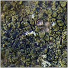 Attēlu rezultāti vaicājumam “Scoliciosporum chlorococcum”