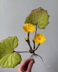 Attēlu rezultāti vaicājumam “Tussilago farfara leaf”
