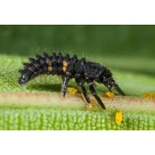 Attēlu rezultāti vaicājumam “Adalia bipunctata larva”