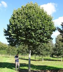 Attēlu rezultāti vaicājumam “Tilia tomentosa”