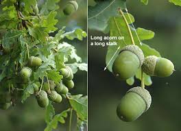 Attēlu rezultāti vaicājumam “Quercus robur fruit”