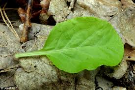 Attēlu rezultāti vaicājumam “Pyrola minor”