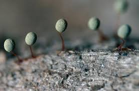 Attēlu rezultāti vaicājumam “Physarum nitens macro”