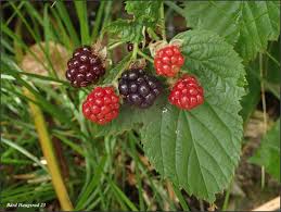 Attēlu rezultāti vaicājumam “Rubus nessensis”