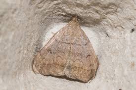 Attēlu rezultāti vaicājumam “Herminia tarsicrinalis”