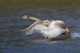 Attēlu rezultāti vaicājumam “Cygnus olor juvenile”