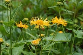 Image result for Telekia speciosa