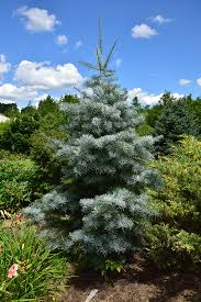 Attēlu rezultāti vaicājumam “Abies concolor”