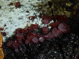 Attēlu rezultāti vaicājumam “Ascocoryne cylichnium”