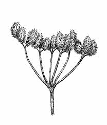 Attēlu rezultāti vaicājumam “Torilis japonica fruit”