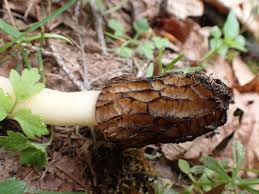 Attēlu rezultāti vaicājumam “Verpa bohemica”