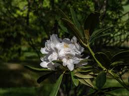 Attēlu rezultāti vaicājumam “Rhododendron catawbiense flower”