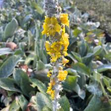 Attēlu rezultāti vaicājumam “Verbascum”