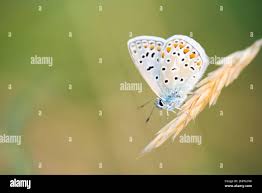 Attēlu rezultāti vaicājumam “Polyommatinae”