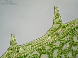 Attēlu rezultāti vaicājumam “Plagiomnium affine”