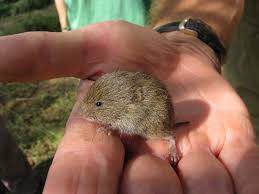 Attēlu rezultāti vaicājumam “Microtus agrestis”