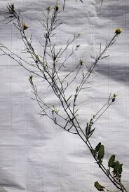 Attēlu rezultāti vaicājumam “Sisymbrium volgense leaf”