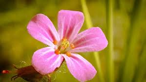 Attēlu rezultāti vaicājumam “Geranium robertianum flower”