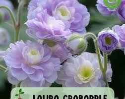 Image result for Geranium `Summer Skies`