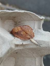 Attēlu rezultāti vaicājumam “Euthrix potatoria cocoon”