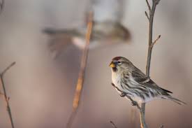 Attēlu rezultāti vaicājumam “Carduelis flammea”