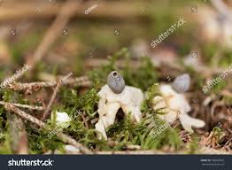 Attēlu rezultāti vaicājumam “Geastrum quadrifidum”
