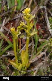 Attēlu rezultāti vaicājumam “Hammarbya paludosa”